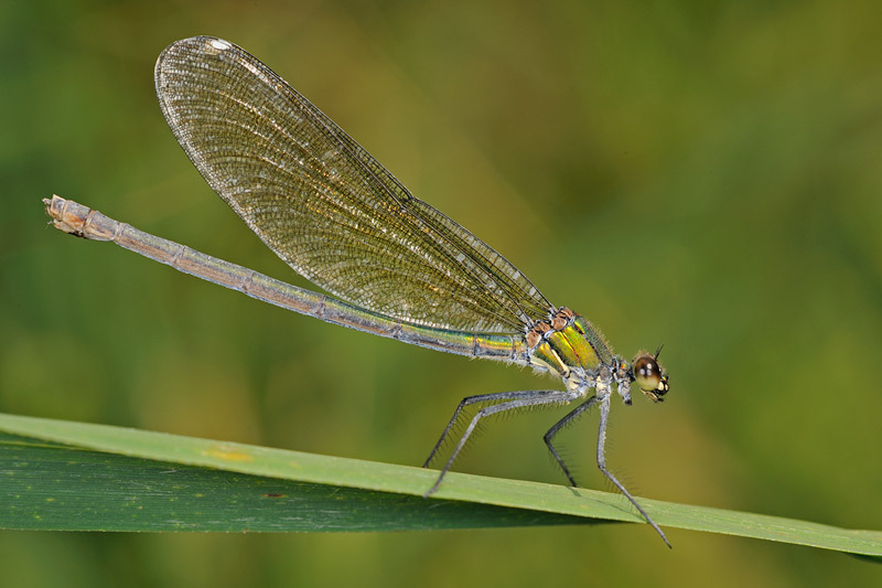 Calopteryx quale? - Calopteryx haemorrhoidalis e splendens